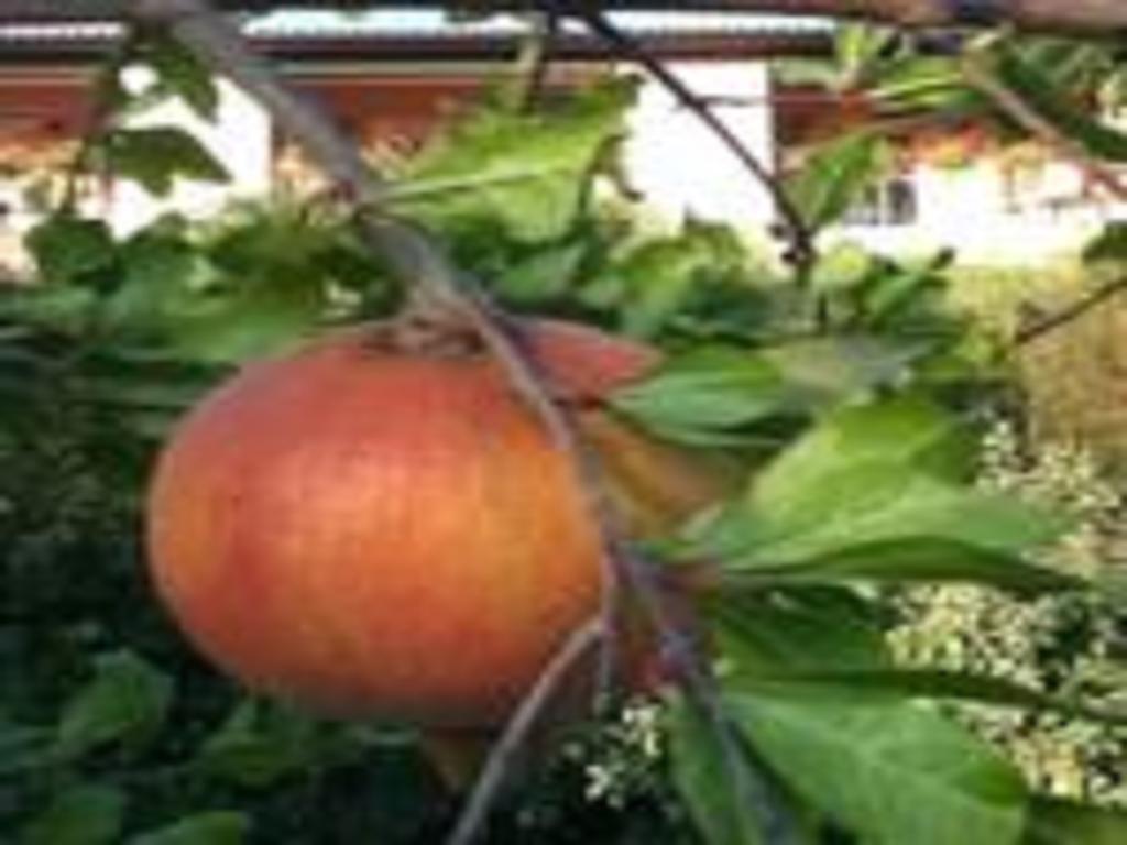Il Melograno Country House Saturnia Exterior foto